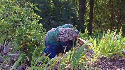 4K Zoo in the Biosphere Reserve Askania Nova, Ukraine - Short Preview of the Travel Journal