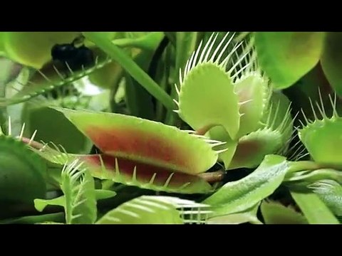 movimientos ecologistas