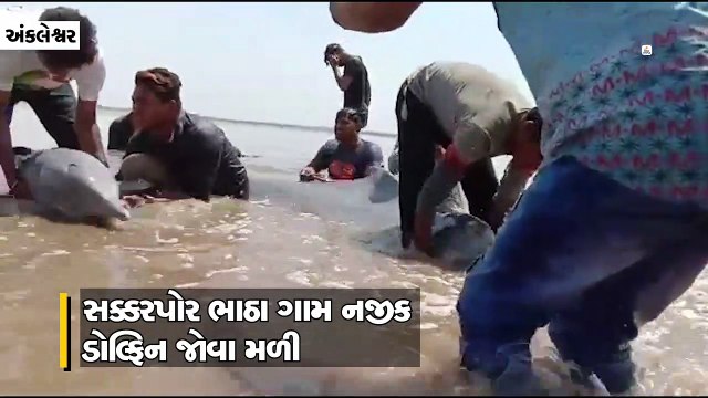 અંકલેશ્વરના સક્કરપોર ભાઠા ગામ નજીક નર્મદા નદીમાં બે ડોલ્ફિન દેખાઇ