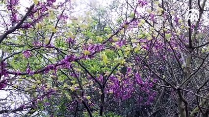 İstanbul'un görsel şöleni: Erguvan