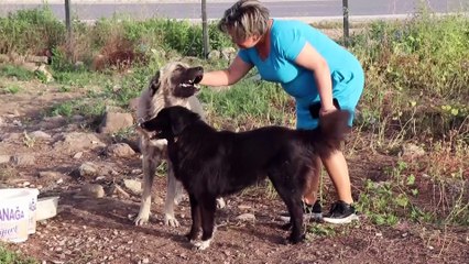 Otomobile bağlanarak sürüklenen köpek sağlığına kavuştu - İZMİR