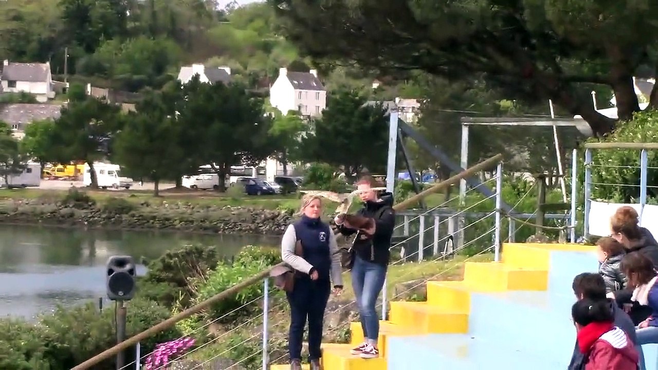 Audierne-Aquashow Hibou