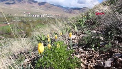Erzurum Oltu'da Sarı-kırmızı Laleler Büyülüyor