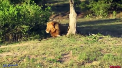 Lion hunts the baby elephant but fail - wild dogs vs buffalo, lion vs zebra,wildebeest,leopard...