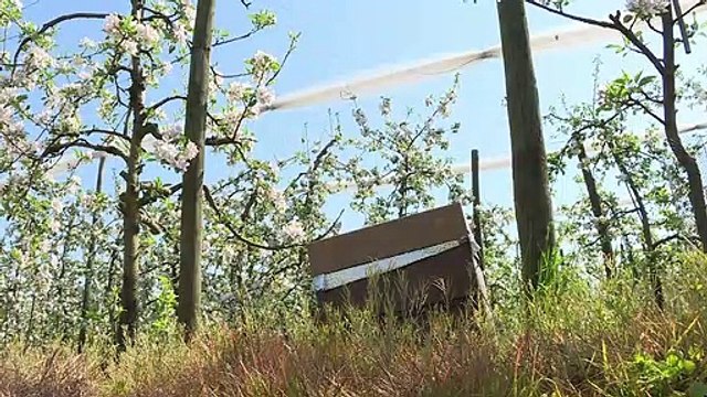 A la saison des pommiers en fleurs, les ouvrières sont reines