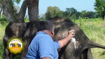 The wounded elephant treated by wildlife officers !