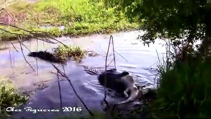 Un alligator dévore un autre alligator... Aucune pitié