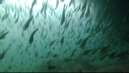 Nature on the brink: Global warming threatens arctic cod fishery