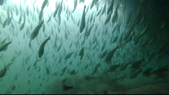 Nature on the brink: Global warming threatens arctic cod fishery