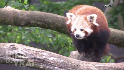 Les réserves animalières - L'Info du Vrai du 03/05 - CANAL+