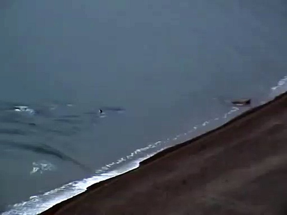 Des orques viennent jusque sur la plage pour chasser un éléphant de mer