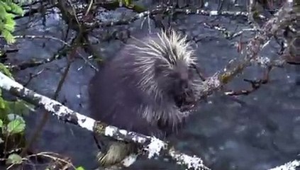 카지노사이트주소 바로가기 ▶  yong79。com 케이토토 へも공개했다.