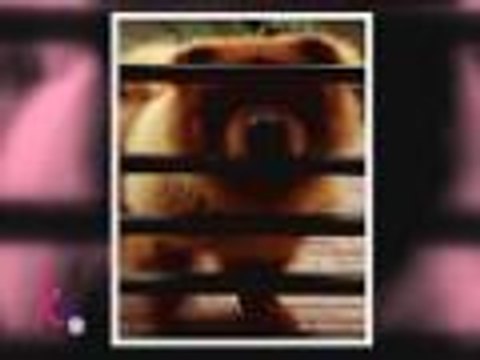 Erik, Jed, Kyla, Juris, Carmina, Erich & Pokwang talk about their pet dogs