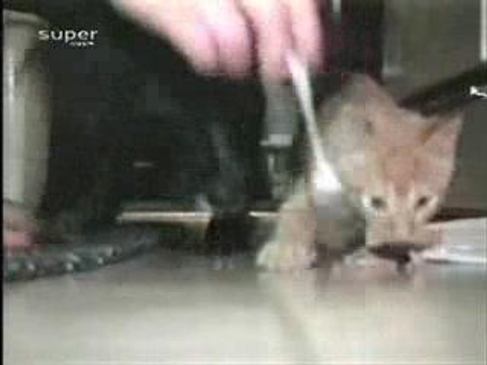 chat-chien-partage-pas