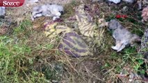 Uşak'ta 5 ölü köpek yavrusu bulundu