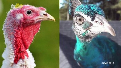 Pet Peacock Flies the Coop and Takes Up With a Group of Turkeys Because He's Lonely