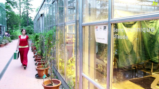 Mélanie Herteman et les mangroves