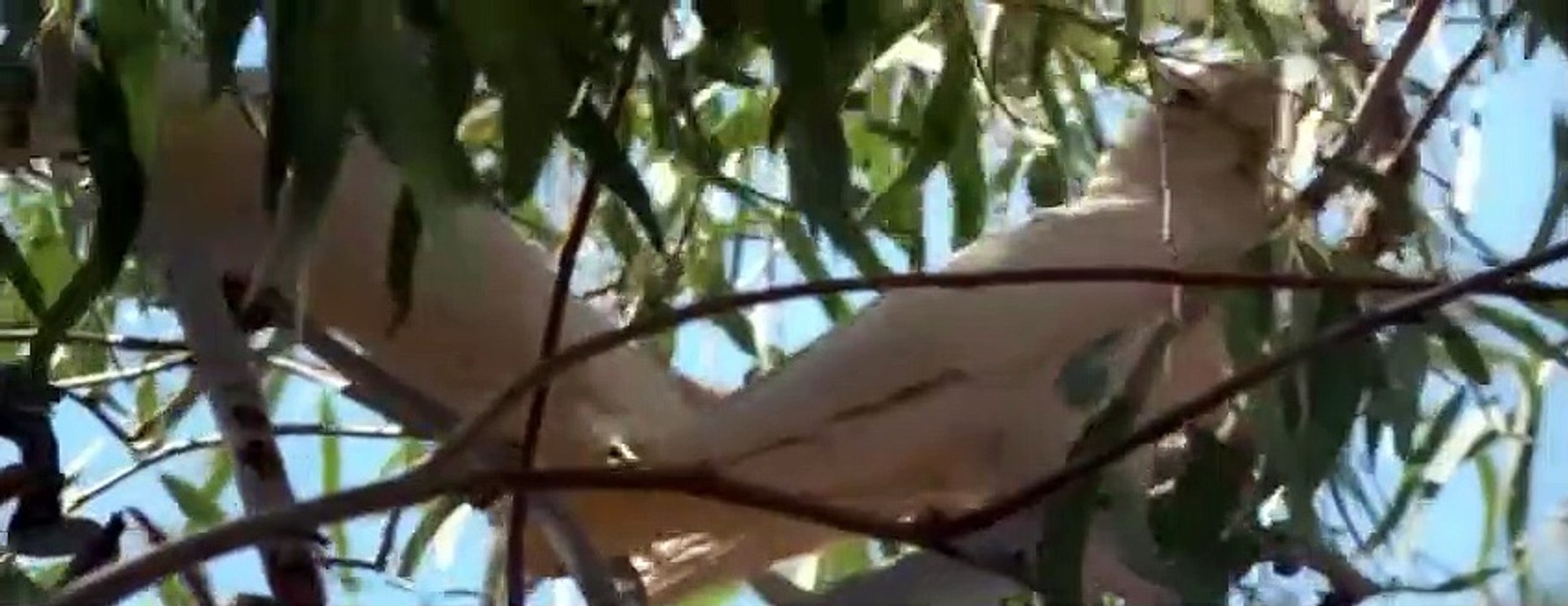 Best Animal Friends|Animals Documentary For Kids|Educational Videos #01