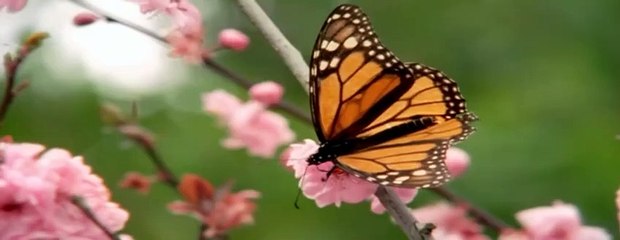 Best Animal Friends|Animals Documentary For Kids|Educational Videos #02