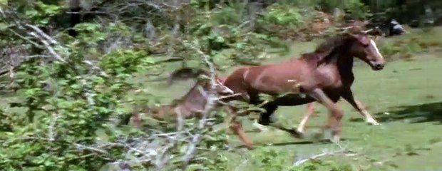 Best Animal Friends|Animals Documentary For Kids|Educational Videos #03