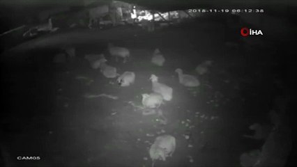 Ahıra sızmaya çalışan Kurt, karşısında Çoban köpeğini görünce böyle kaçtı