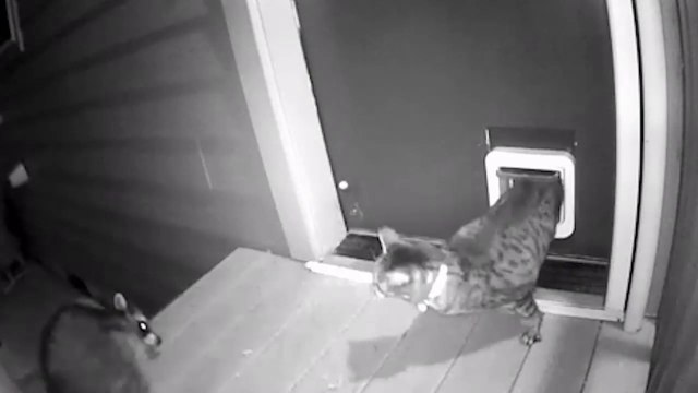 Cat Chases Raccoon Trying to Enter Through Cat Flap