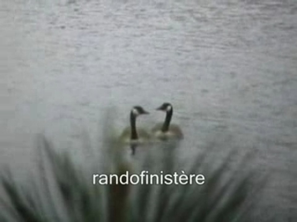 Bernaches du canada à mousterlin