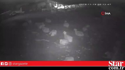 Ahıra sızan kurda çoban köpeği sürprizi