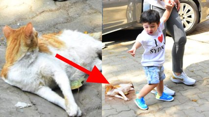 Kareena Kapoor Khan के साथ सैर पर निकले Taimur Ali Khan, बिल्ली को देख बोला ये | वनइंडिया हिंदी