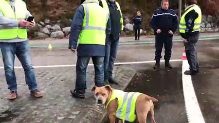 Gérardmer : Quand un chien aboie en chœur avec les gilets jaunes