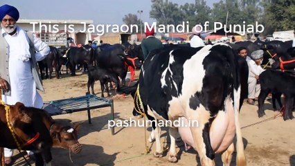 Jersey cow for sale Jagraon mandi