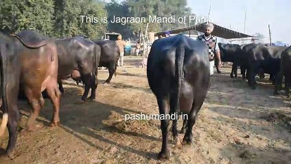 Murrah Buffalo for Sale Jagraon Mandi