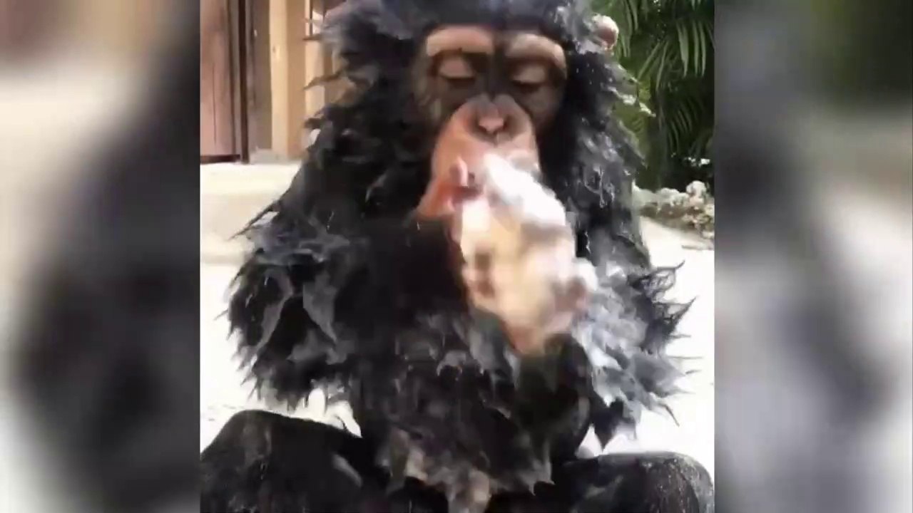 Cette petite chimpanzé s'appelle Limbani - Miami