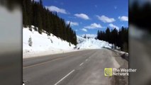 Avalanche barrels down Alberta road, taking trees down with it