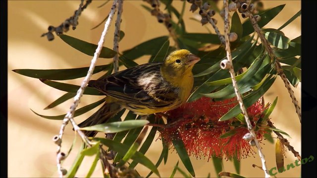 Canto del El Canario Silvestre o Serín Canario