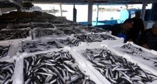 Hamsi Bollaştı, Balık Fiyatları Düştü