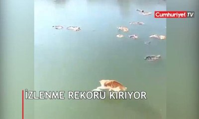 Balığı buzun içinden çıkarmaya çalışan kedinin görüntüleri izleme rekoru kırdı