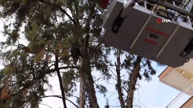 Ağaçta mahsur kalan kediyi itfaiye kurtardı