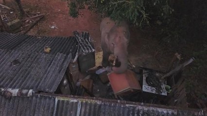 Elefantes voltam a causar o pânico na China