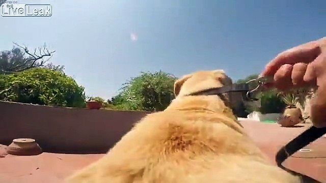 Ce chien fonce pour aller nager dans l'océan !