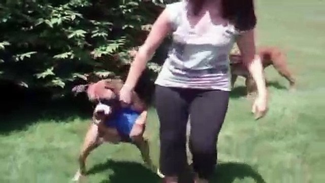 La maî confisque la balle du chien, mais ce que ce dernier fait vous fera mourir de rire !