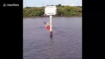 Reckless kayaker gets lifted into air by frightened manatee