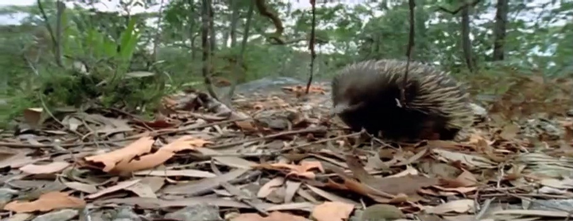 Echidna Best Animal Friends|Animals Documentary For Kids|Educational Videos #05