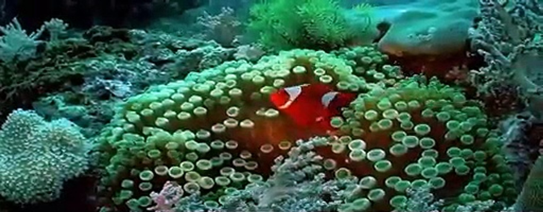 Clown_Fish Best Animal Friends|Animals Documentary For Kids|Educational Videos #08