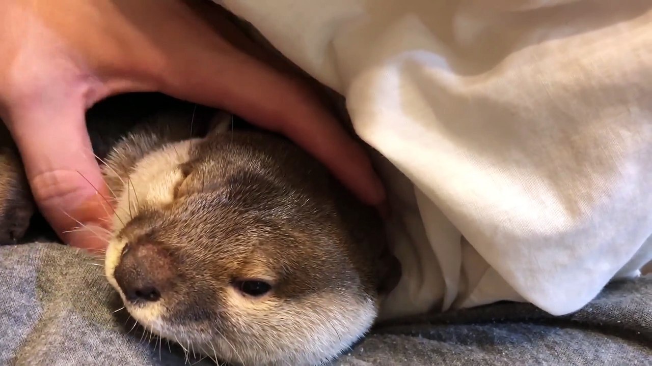 Quoi de plus adorable qu'une loutre de compagnie