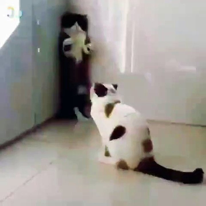 Cat Hands Up Defence