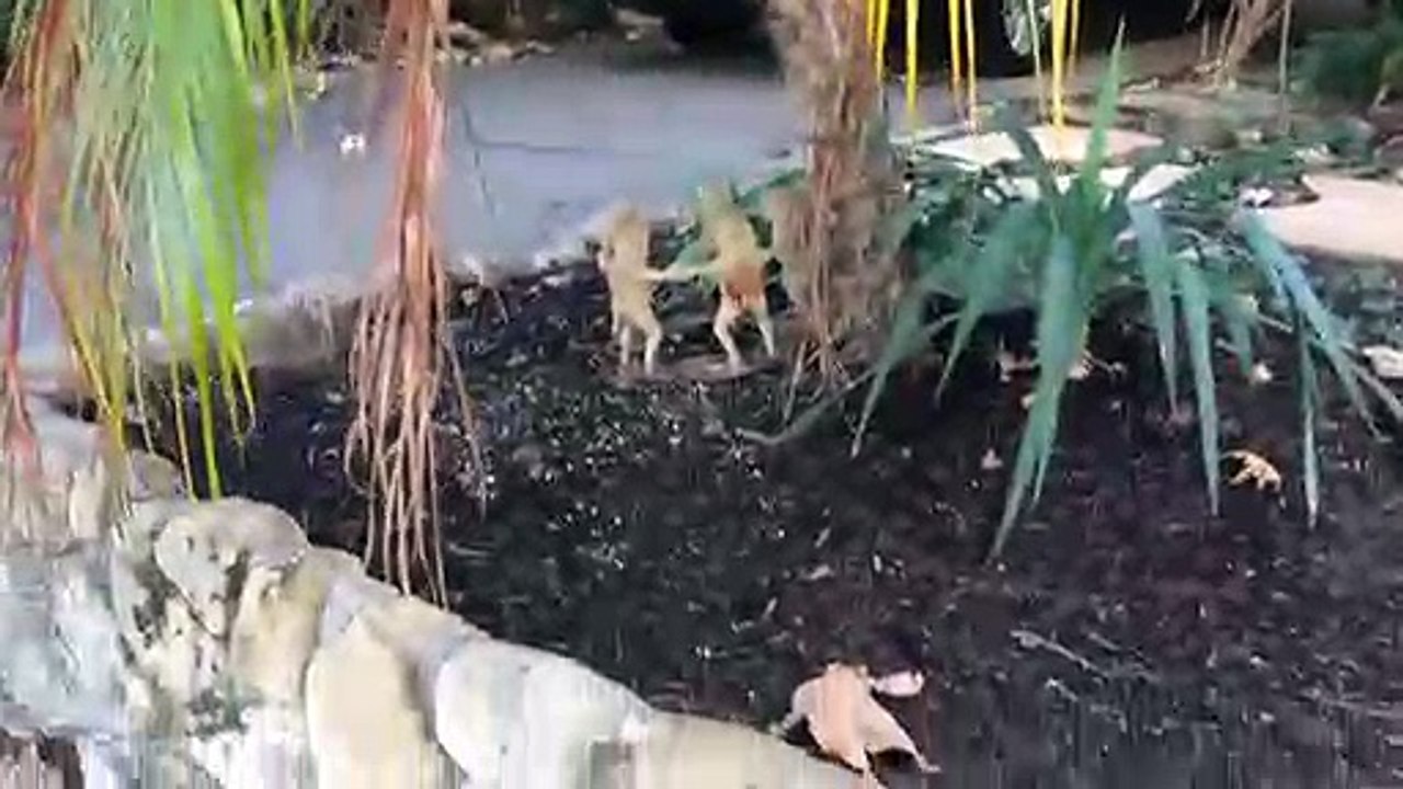 Dymondia and Flagstone Walkway  in Santa Barbara