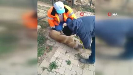 Başına Plastik Bidon Sıkışan Köpeği Böyle Kurtardılar
