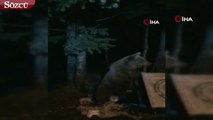 Uludağ’da aç kalan ayılar yiyecek aramaya çıktı