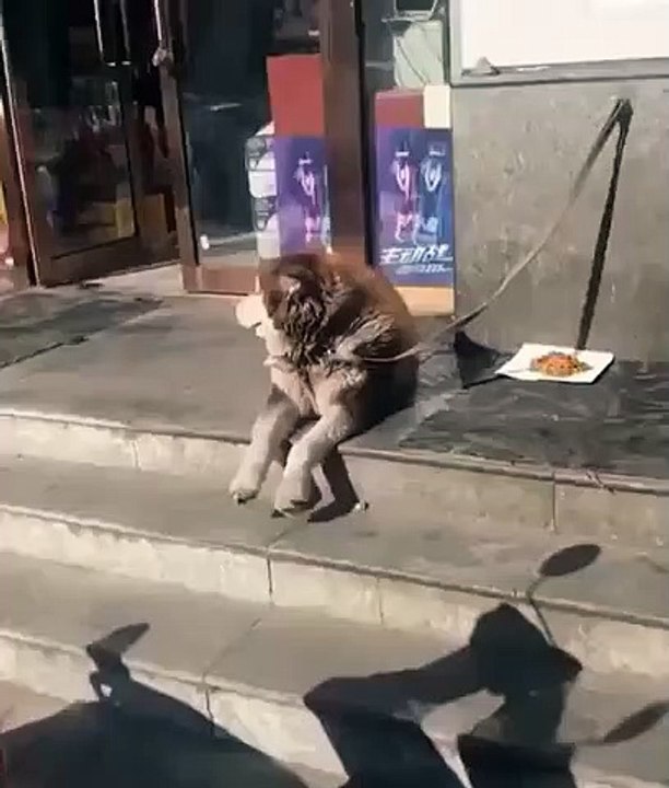 Dog calmly waiting for his owner